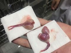 -瑞派名望24h动物医院异宠专科·猫专科·骨科·重症监护分院