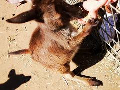 -费瑟代尔野生动物园