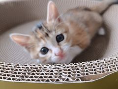 -瑞鹏宠物医院·骨科·猫科·内科(第一中心)