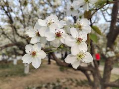 -天津水上公园