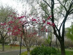 -西北湖绿化广场