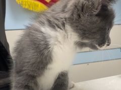 -中农国际动物医院24小时·猫科·骨科·急重症中心
