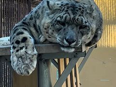 -青藏高原野生动物园