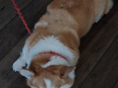 -肥朵食堂(带梦胡同店)