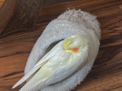 -美联众合动物医院·24h转诊中心