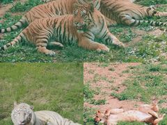 -济南野生动物世界