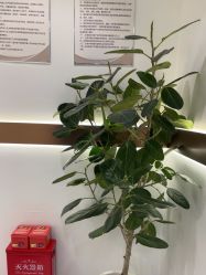 -禾丽康美医疗美容医院