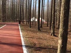 -黄海国家森林公园