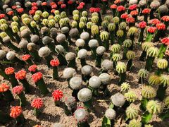 -南山植物园