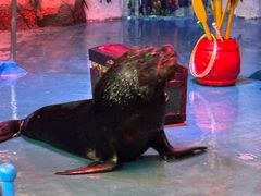 -烟台海昌鲸鲨海洋公园