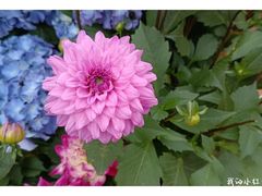-深圳市中科院仙湖植物园