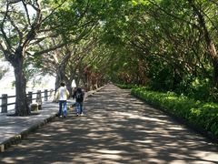 -大湾区中央湿地公园