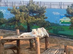 -西霞口神雕山野生动物世界