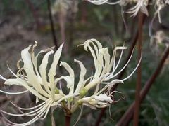 -白塘生态植物园