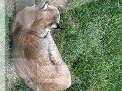-青藏高原野生动物园