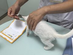 -宠福鑫康馨动物医院·骨科·眼科