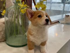 -共舞时光猫咖·狗咖(新街口店)