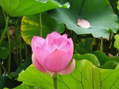 -莲花池公园