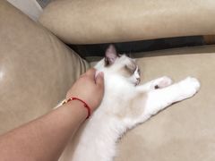 -藏猫猫咖啡主题馆(中央大道店)