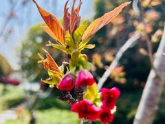 -高东镇樱花园