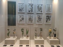 -广东中医药博物馆