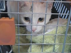 -博特宠物医院24h犬猫全科.骨科·异宠