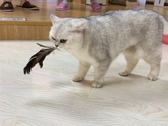 -猫和宫(六道口店)