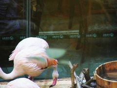 -麒麟中餐厅·经典粤菜·地道菜式老字号(广州长隆酒店)