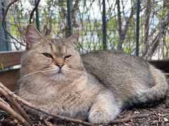 -喵屿·大理花园猫咖