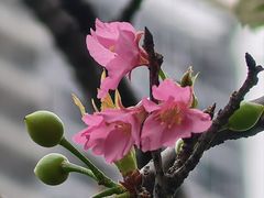 -映月湖公园