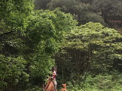 -铁山坪森林公园