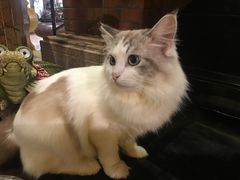 -more than meow吴止猫主题餐厅(承德 中船汇店)