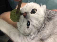 -莘程宠物医院(金山店)