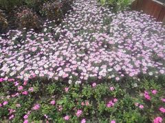 -田园东方蜜桃村的田野营地