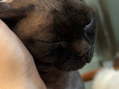 -楼上猫咖(罗湖店)