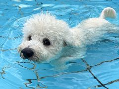 -趣玩宠物乐园寄养训犬训狗游泳池