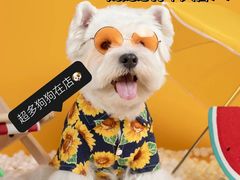 -萌宠之家·腊肠犬·马尔泰·小体犬舍