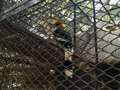 -深圳野生动物园