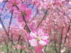 -大兴滨河森林公园