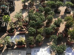 -中环花鸟鱼虫市场