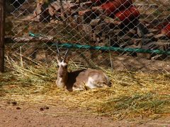 -青藏高原野生动物园