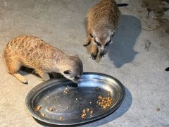 -绿色星球动物主题公园