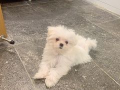 -爱诺耐芙动物医院(万博店)