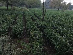 -帐篷客·溪龙茶谷度假酒店