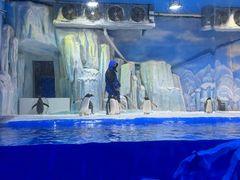 -石家庄极地海洋世界