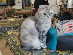 -平行世界·猫咖(首经贸店)