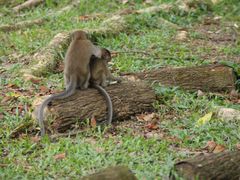 -武吉知马自然保护区