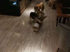 -百好乐宠物友好餐厅(朝外大街店)