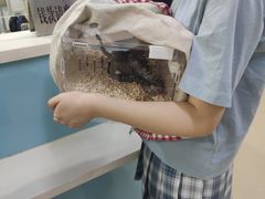 -北京观赏动物医院·24小时大型综合·猫专科·异宠专科