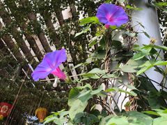 -顺德演艺中心大剧院